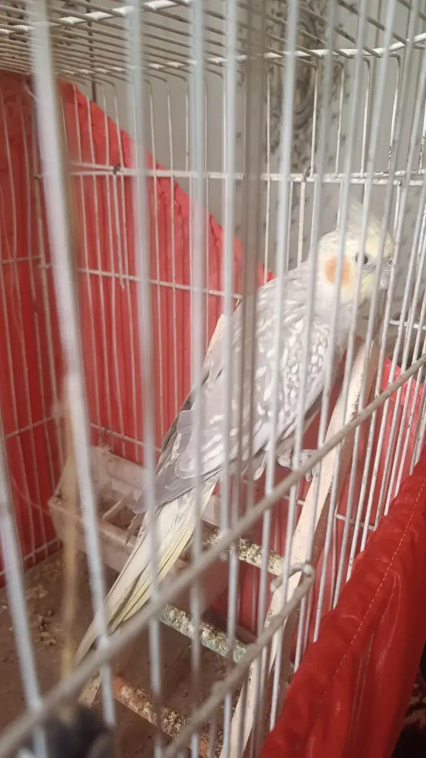 عروس هلندی مولد ماده|پرنده|پاکدشت, پاکدشت (مامازند)|دیوار