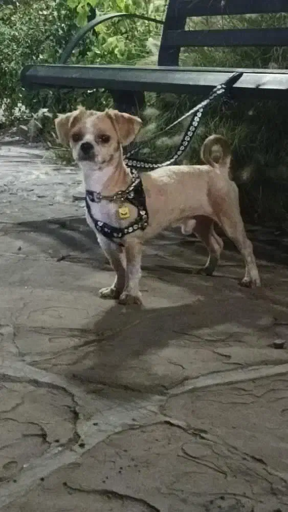 سگ شیتزو خوشگل باهوش|سگ|نیشابور, شهرک اندیشه|دیوار