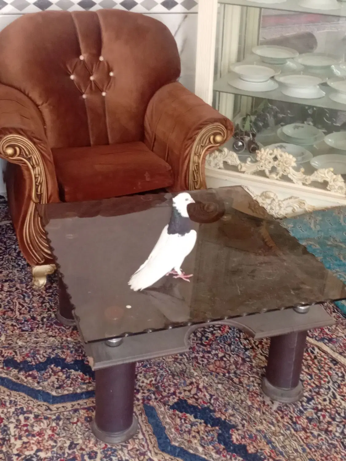 طوقی نر|پرنده|گنبکی, |دیوار