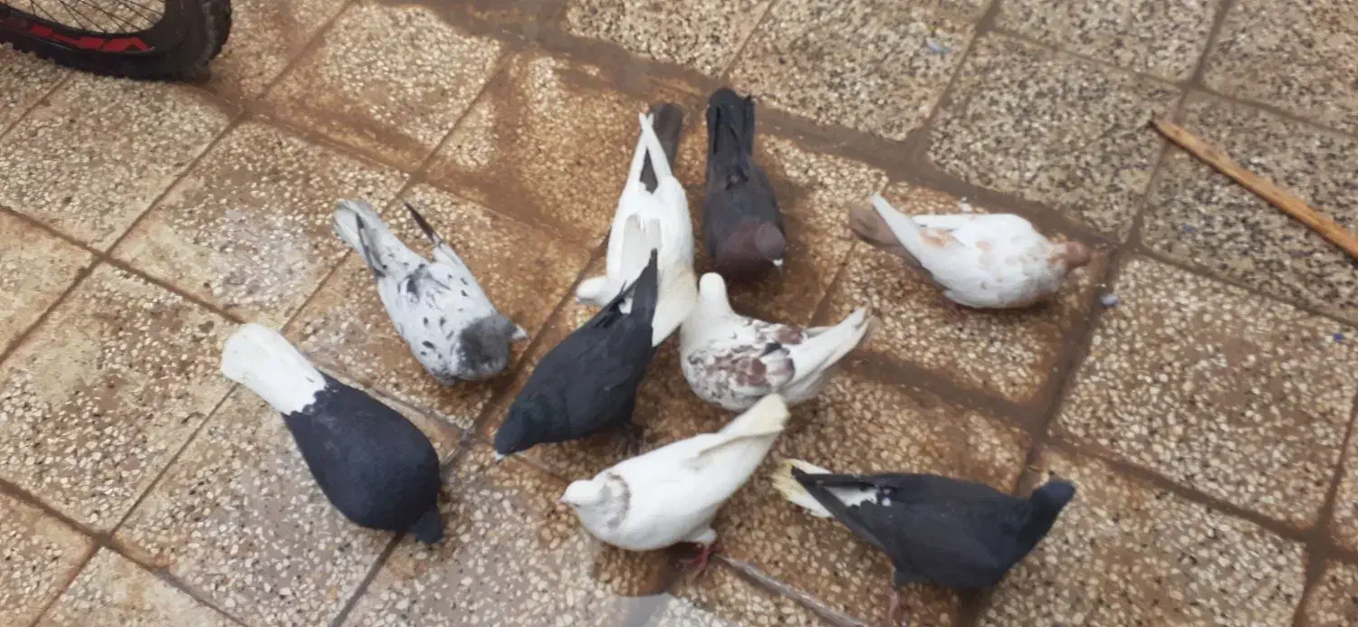 کفتر رنگی|پرنده|شیراز, گویم|دیوار