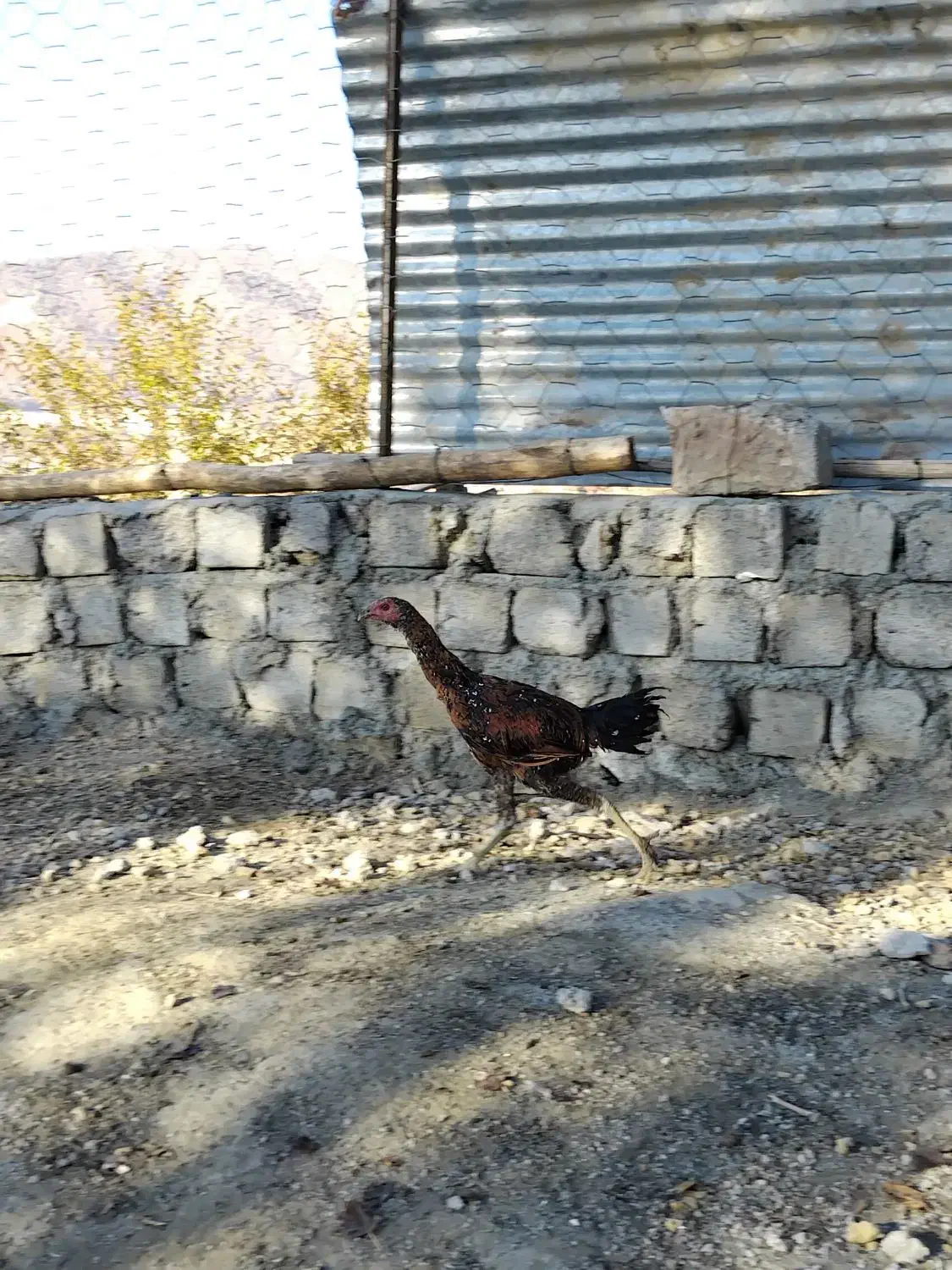 فروش جوجه لاری|حیوانات مزرعه|مریوان, |دیوار