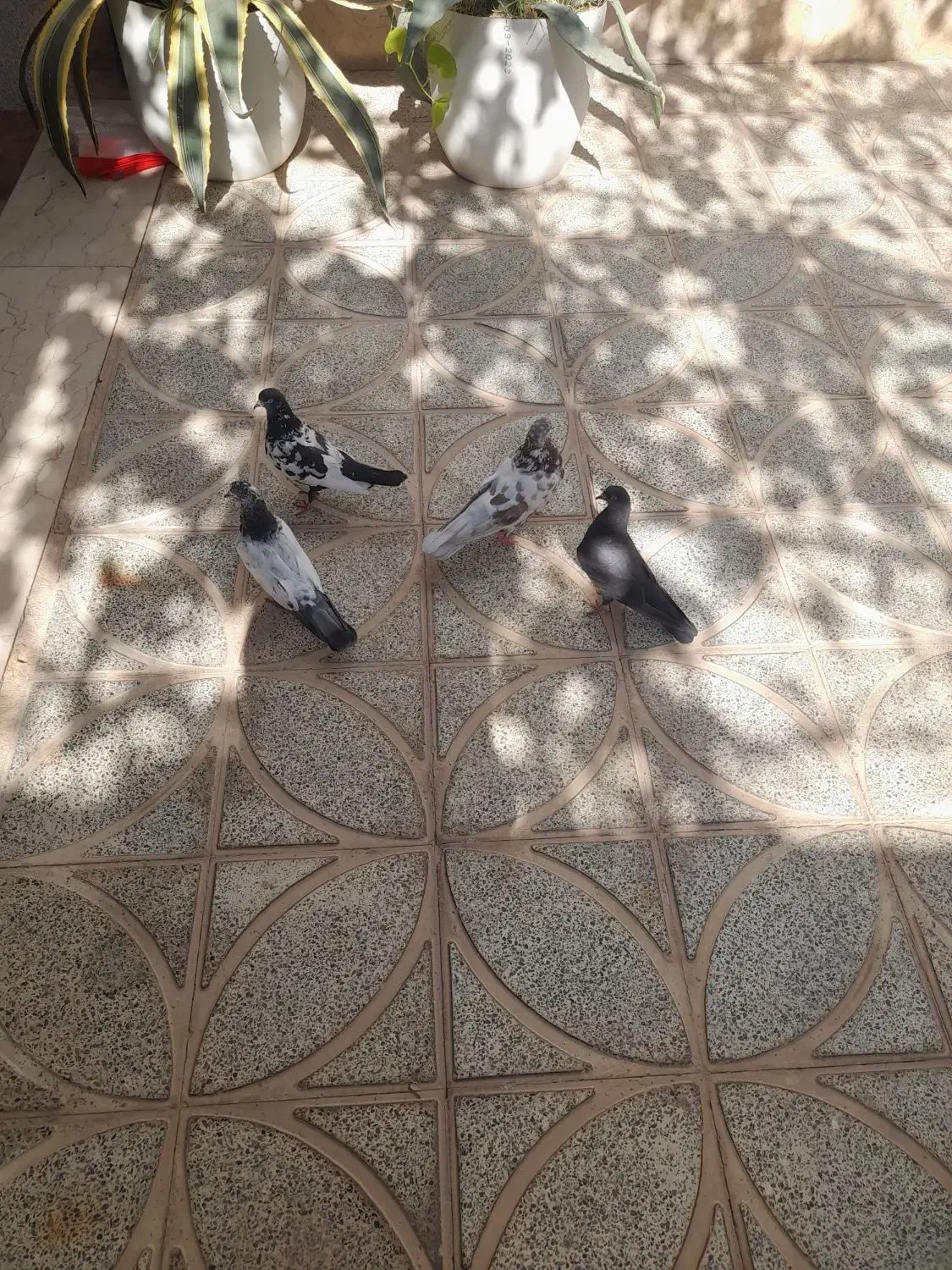 کبوتر|پرنده|حبیب آباد, |دیوار