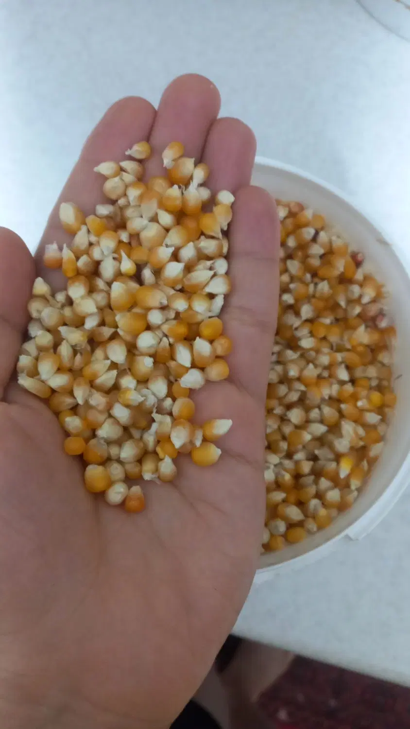 ذرت|خوردنی و آشامیدنی|گرگان, |دیوار