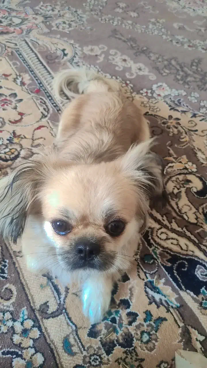 واگذاری سگ|سگ|مهدی شهر, |دیوار