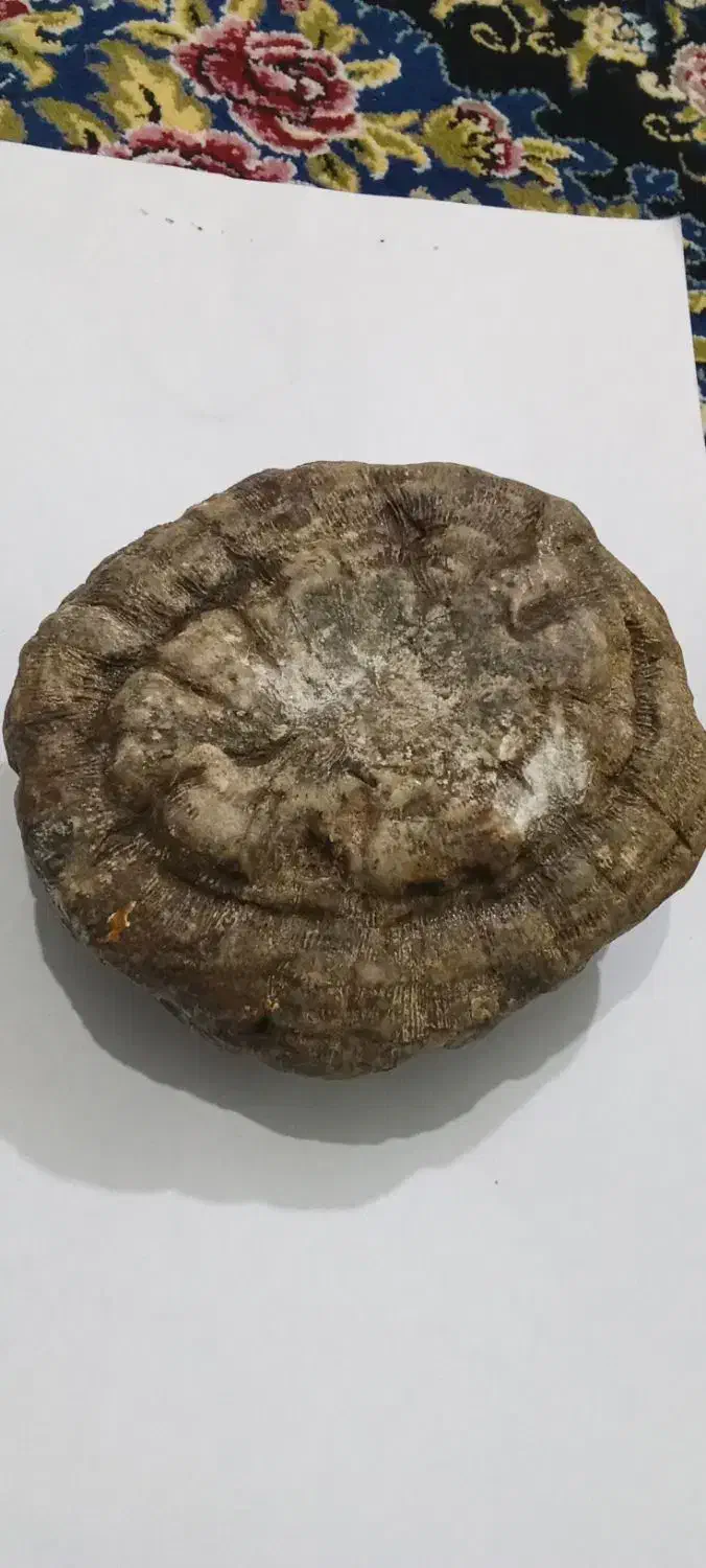 سنگ فسیل مغز|کلکسیون اشیاء عتیقه|کرمانشاه, |دیوار