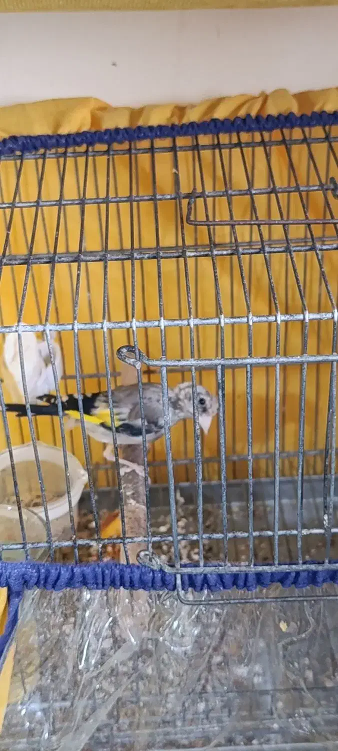 قناری و سهره|پرنده|لامرد, |دیوار