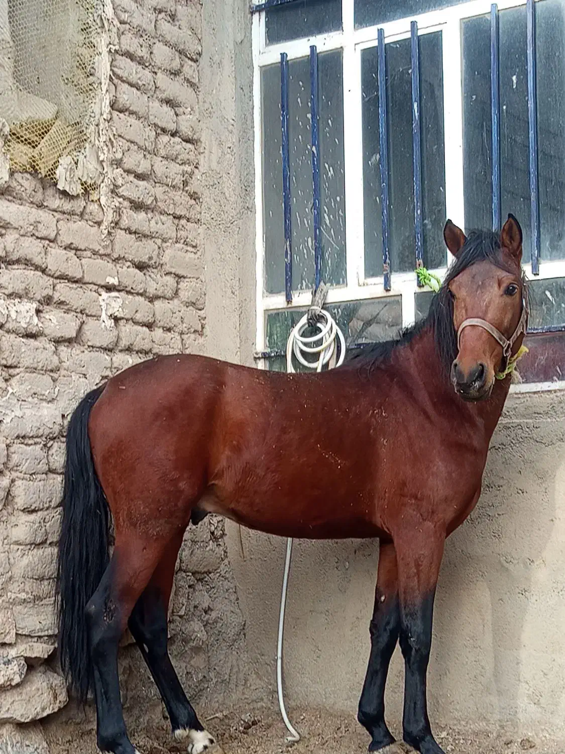 اسب نریون خوش رخ|اسب و تجهیزات اسبسواری|لاجان, |دیوار