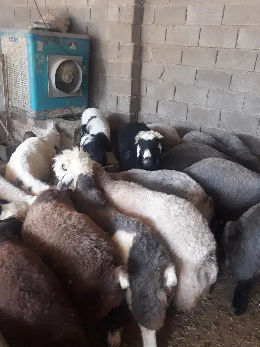 گوسفند زنده و ذبح در محل|حیوانات مزرعه|تفت, |دیوار