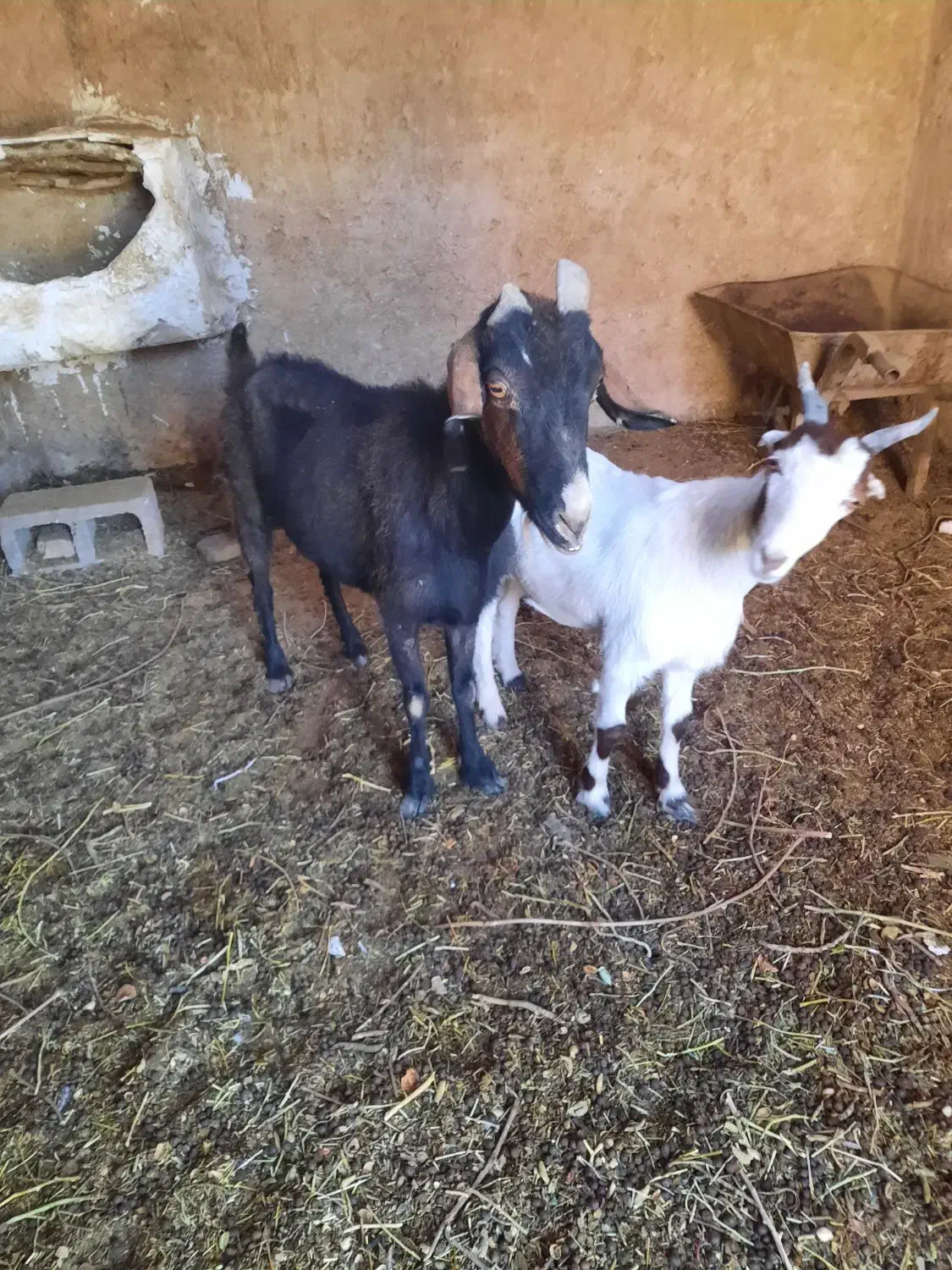 بز و گیسه|حیوانات مزرعه|زرند, |دیوار