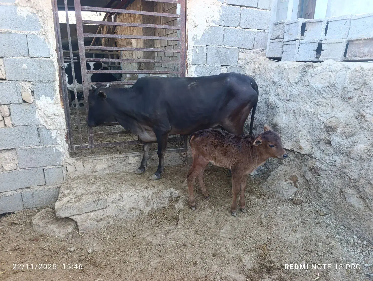 گاو و گوساله نر|حیوانات مزرعه|سیمکان, |دیوار