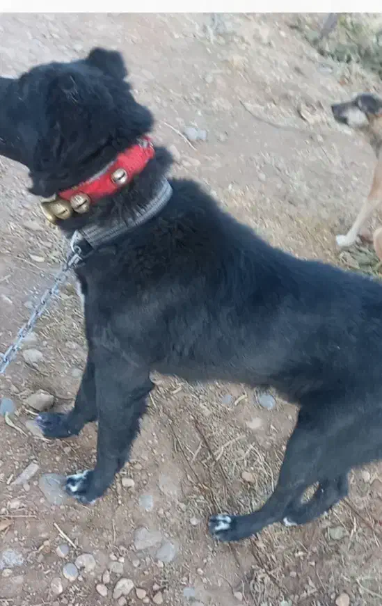 سگ .|سگ|بروجن, |دیوار