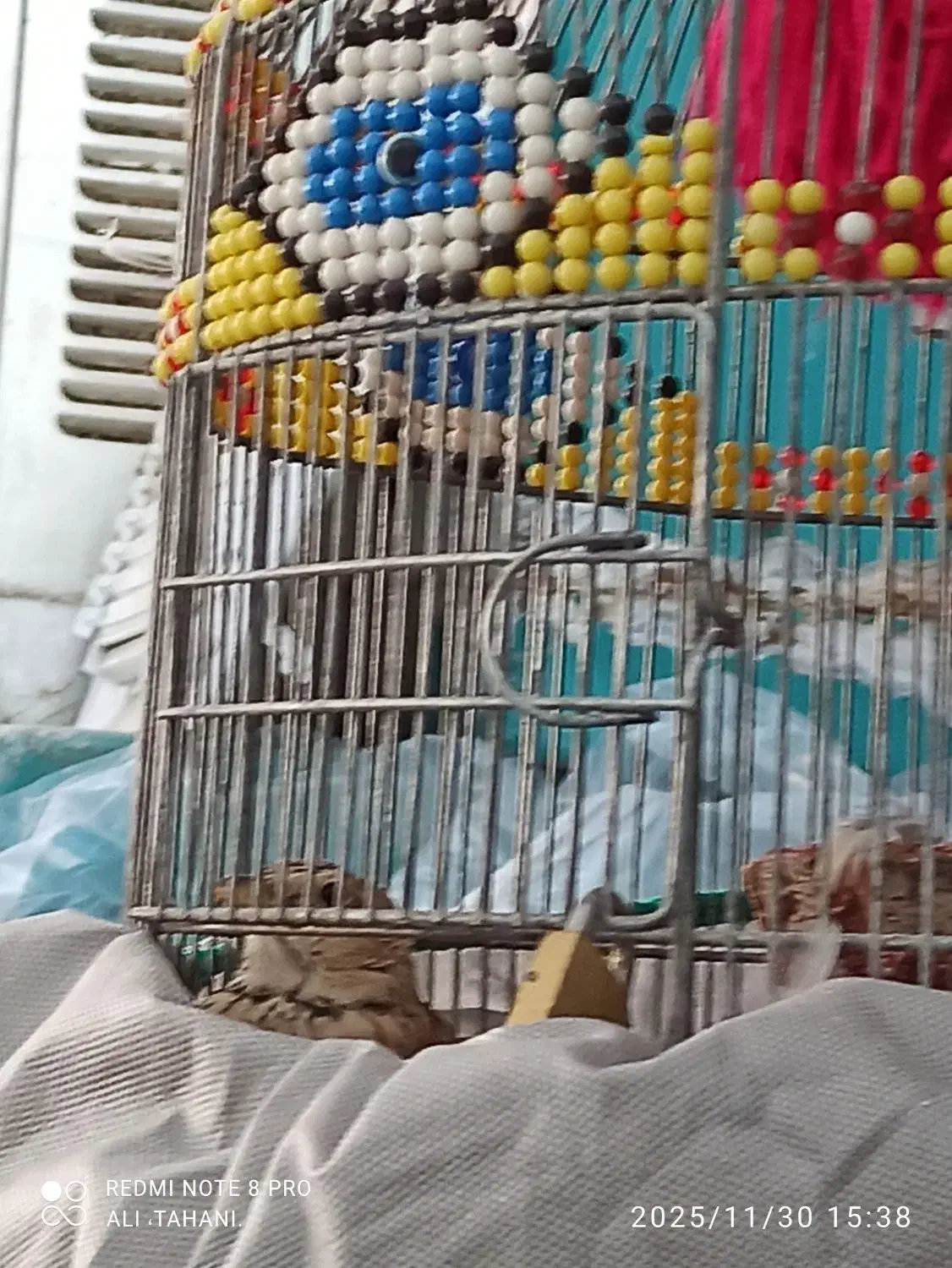 سهره خاکی|پرنده|کرمان, |دیوار