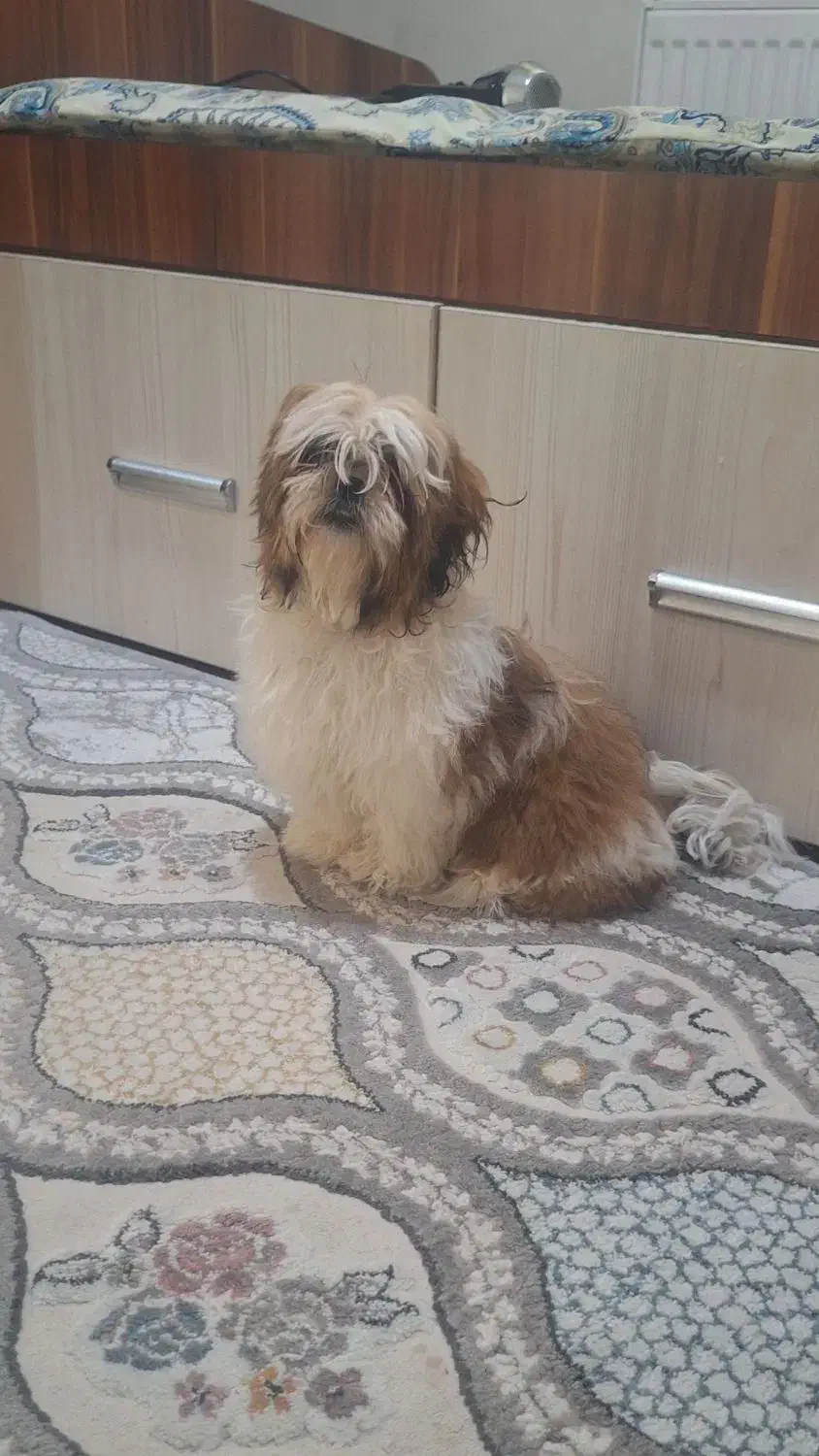 شیتزو سوپر فلت|سگ|فولادشهر, مسکن مهر فولادشهر|دیوار