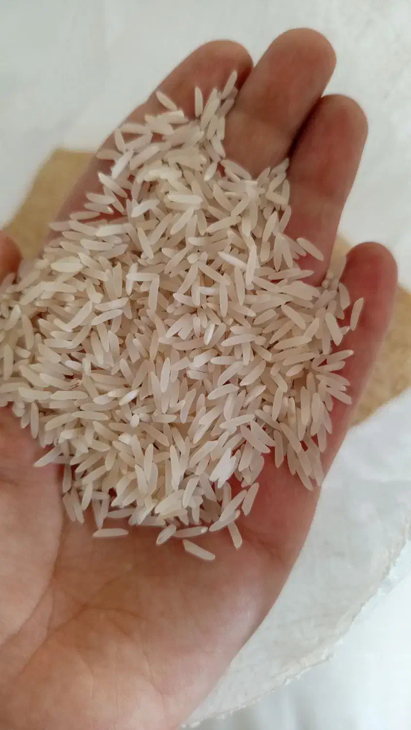 برنج فجر سوزنی امساله خوشبخت و معطر|خوردنی و آشامیدنی|دلند, |دیوار