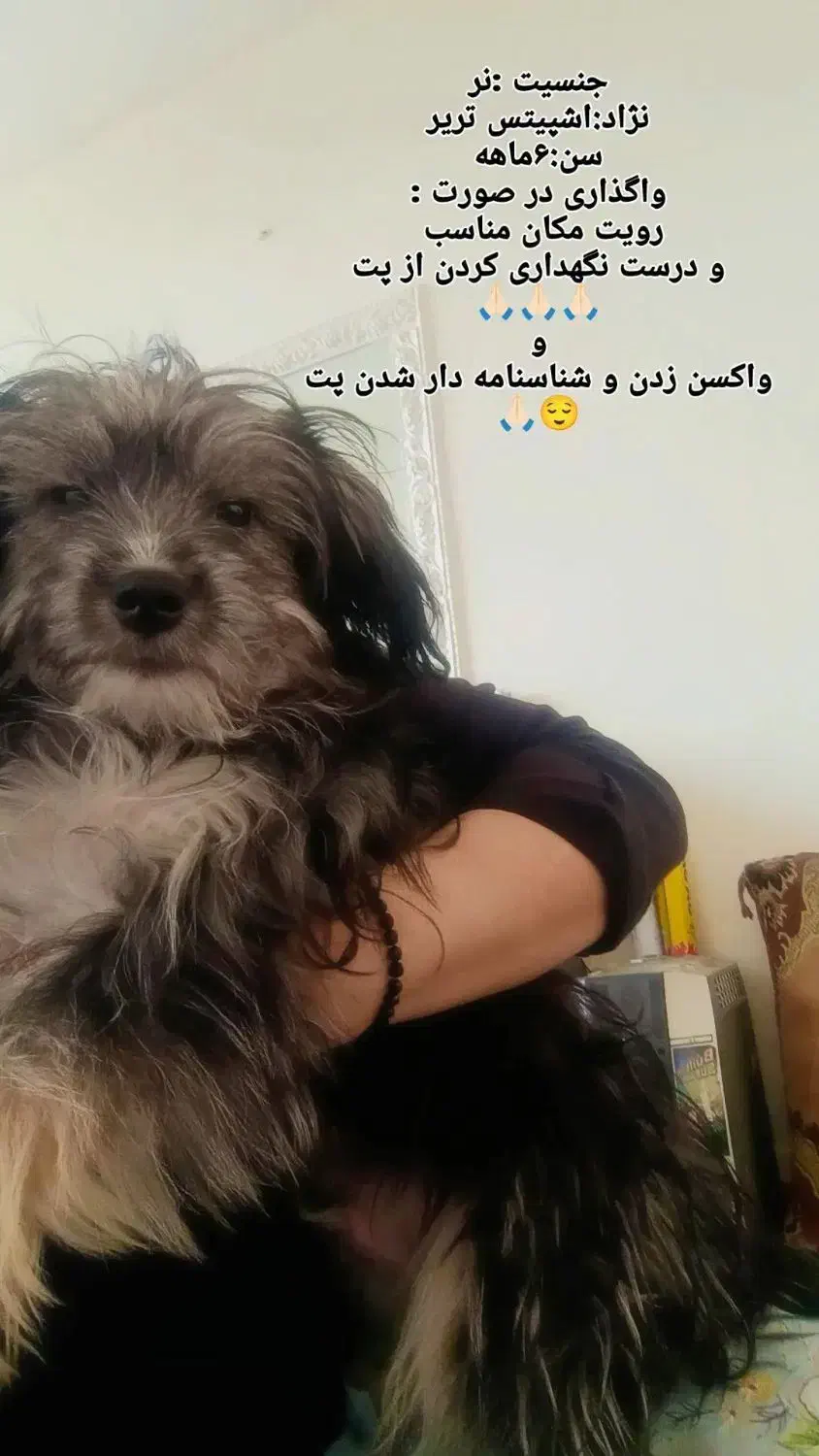 واگذاری رایگان|سگ|فولادشهر, A2|دیوار