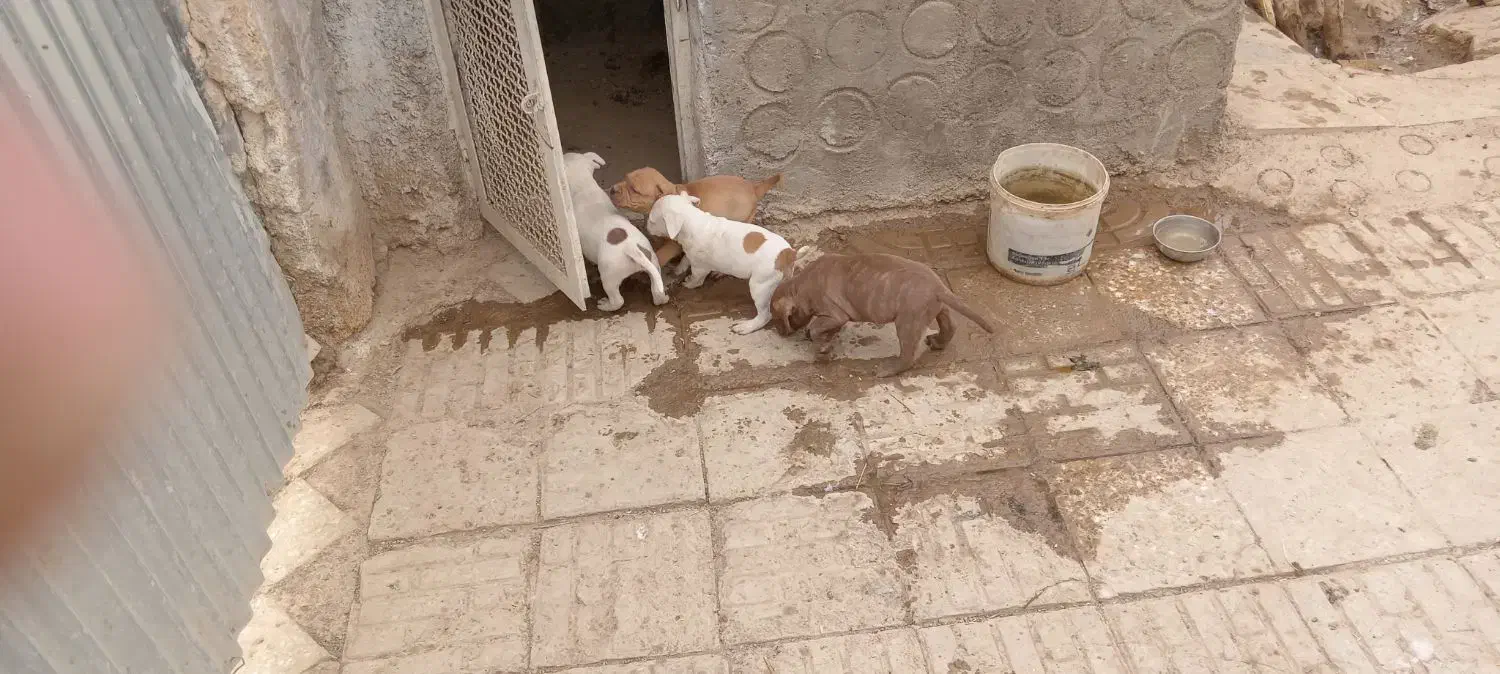 سگ پیت بول|سگ|شاهین‌شهر, نبوت|دیوار