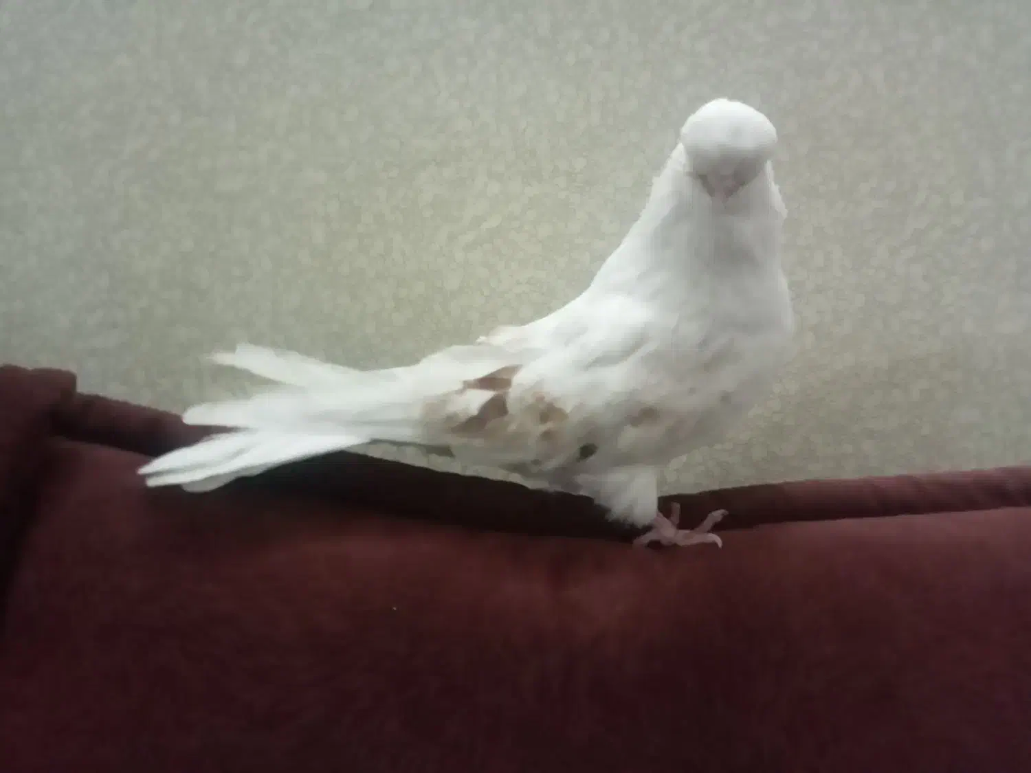 کبوتر نر نوک قنار|پرنده|ابهر, |دیوار