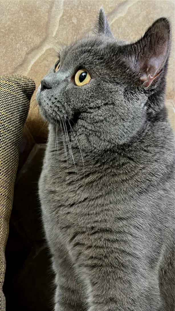 فروش گربه اسکاتیش بلو|گربه|تهران, باشگاه نفت|دیوار