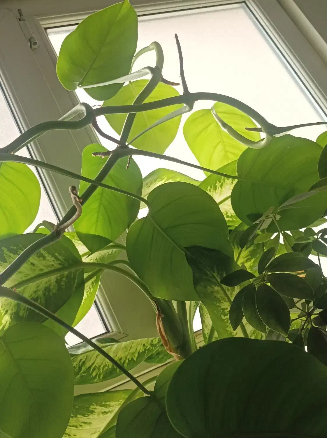 برگ انجیری/قلمه/مانسترا/پتوس/قاشقی|گل و گیاه طبیعی|تهران, هفده شهریور|دیوار