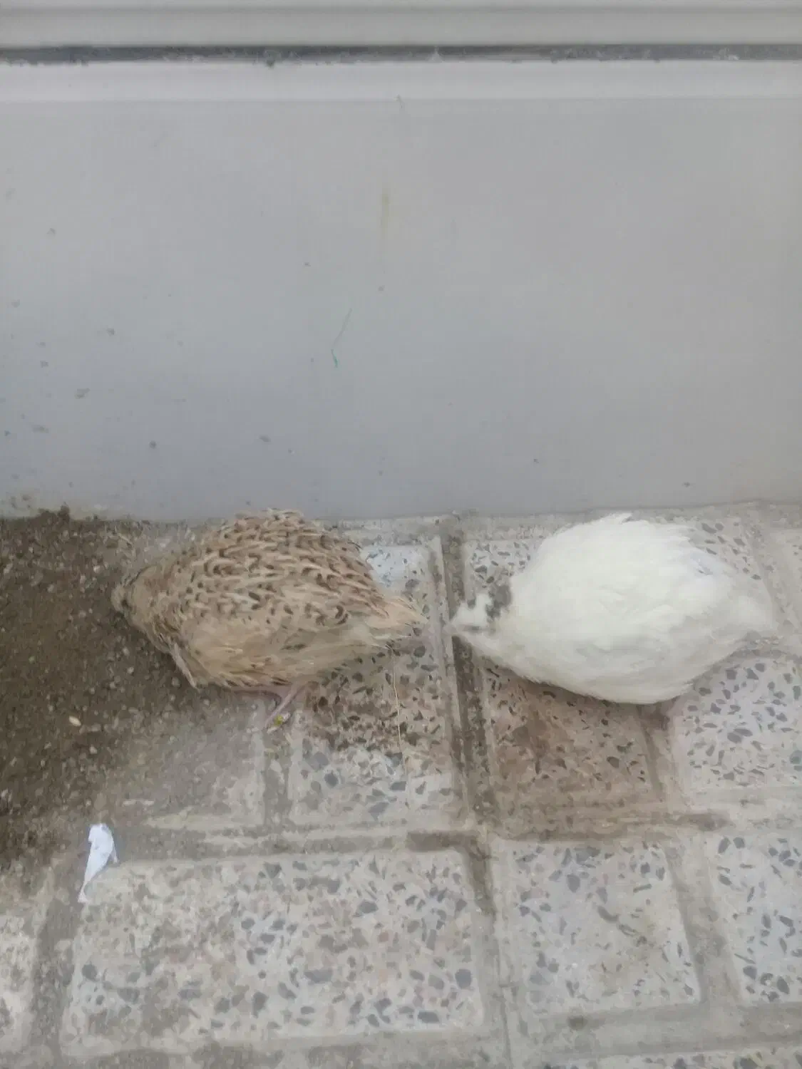 بلدرچین|پرنده|کرج, کلاک نو|دیوار