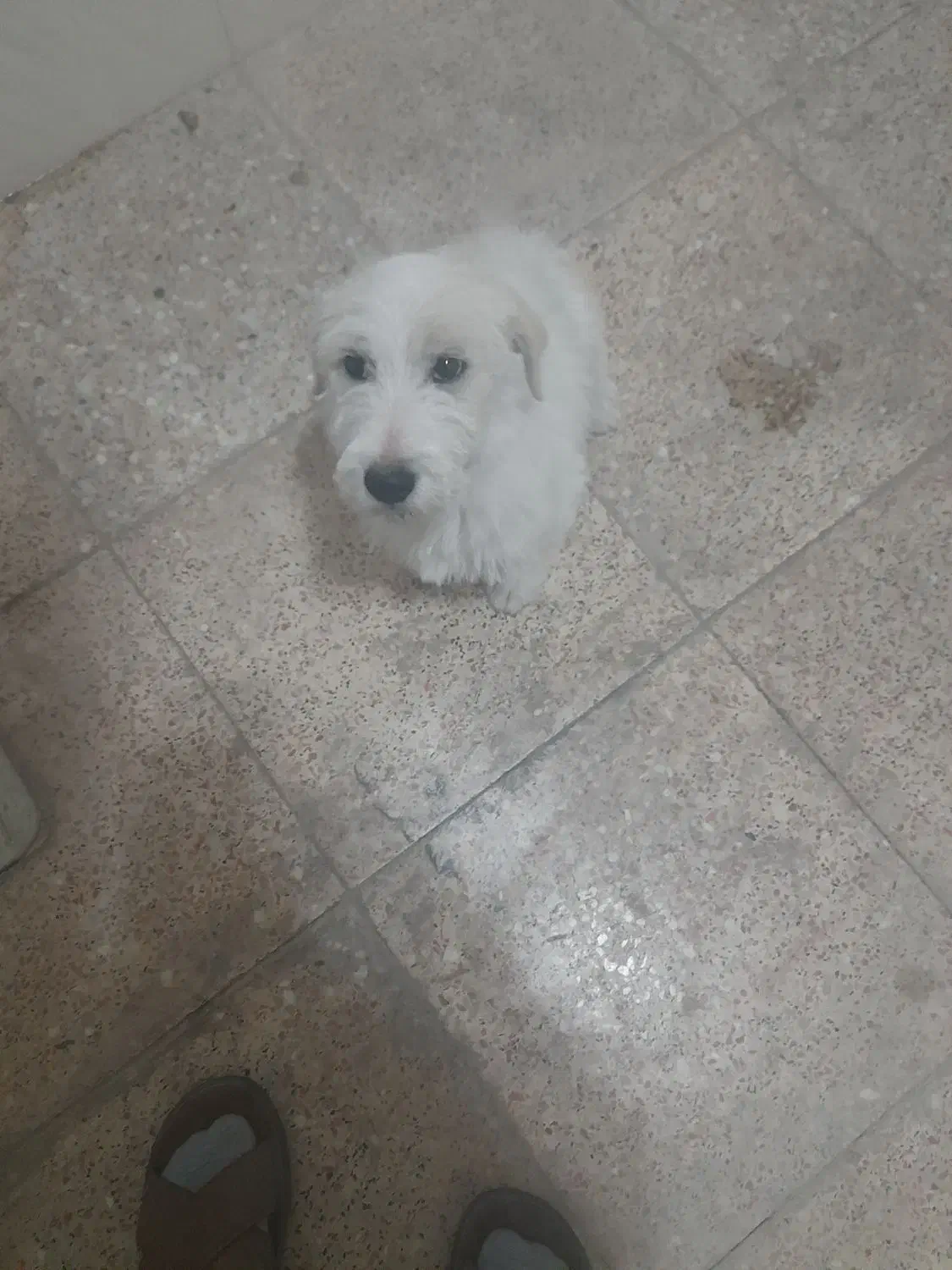 سگ ۵۰۰ تومن|سگ|محمدیه-قزوین, |دیوار