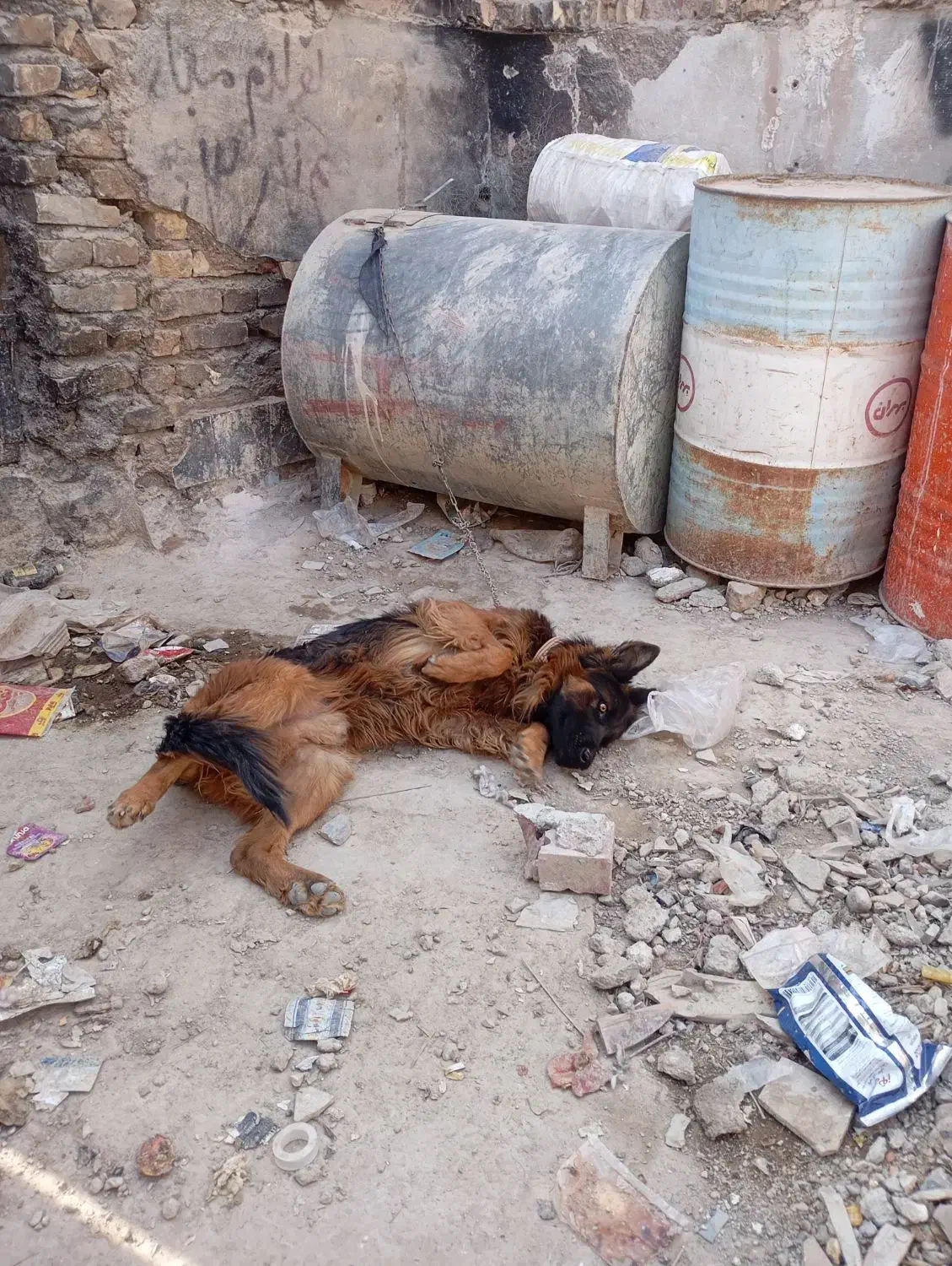 سگ ژرمن شولاین موبلند|سگ|کرمان, |دیوار