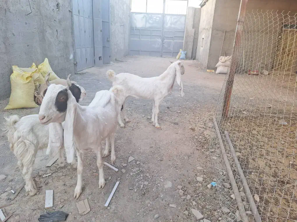 بزها اصفهان هستن|حیوانات مزرعه|اصفهان, سعادتآباد|دیوار