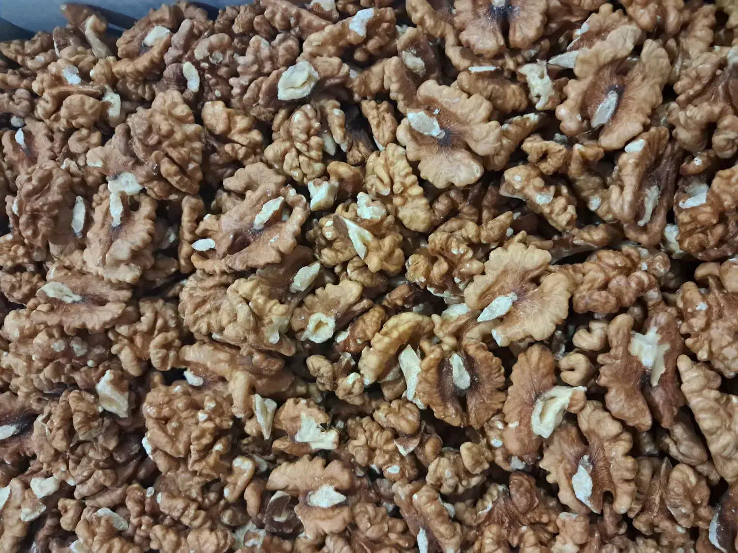 مغز گردو|خوردنی و آشامیدنی|زنجان, |دیوار