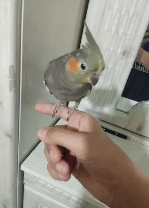 عروس هلندی سالم|پرنده|مشهد, امیرآباد|دیوار