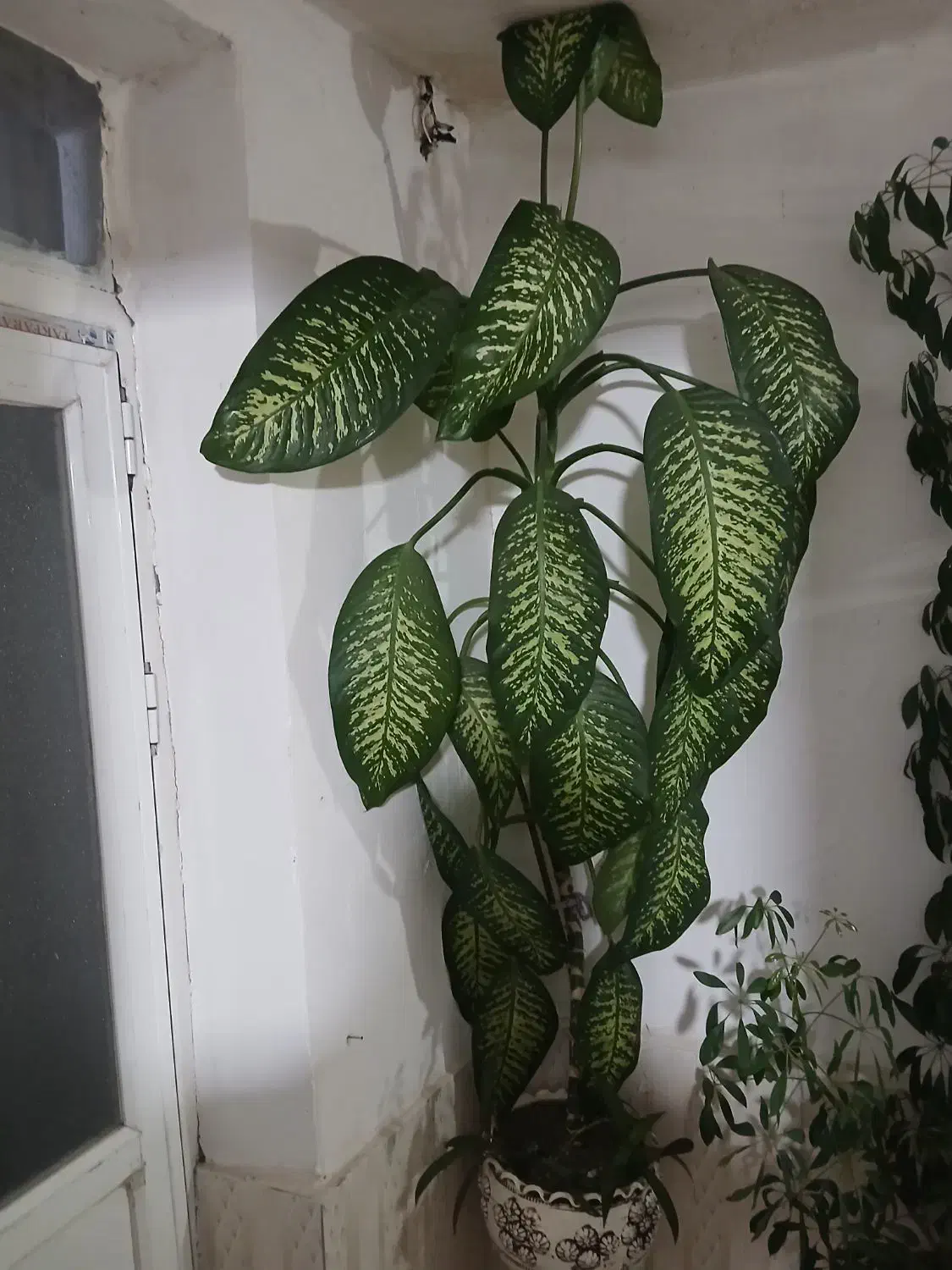 گل دیفن و شفلرا|گل و گیاه طبیعی|حسین آباد, |دیوار