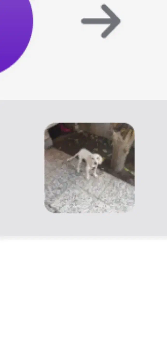 حیوانات سگ شکاری ماده|حیوانات|کلاله, |دیوار