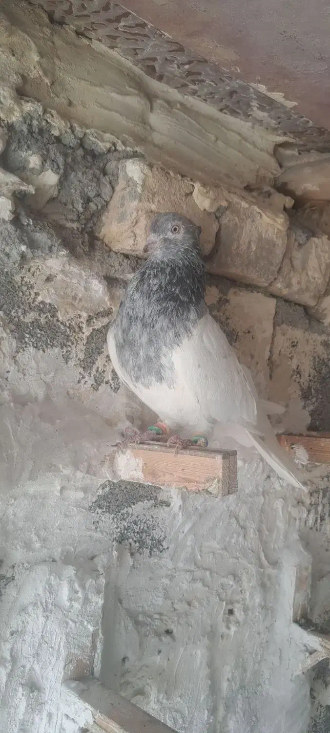 بزک سیاه باکله موشی|پرنده|بجنورد, |دیوار