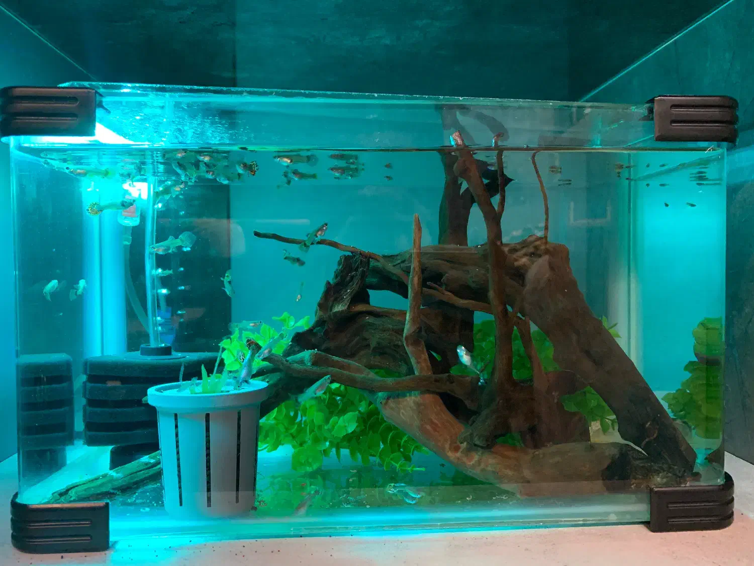 اکواریوم با ماهی و گیاه و چوب ابنوس کامل|ماهی|شیراز, پانصد دستگاه ارتش|دیوار