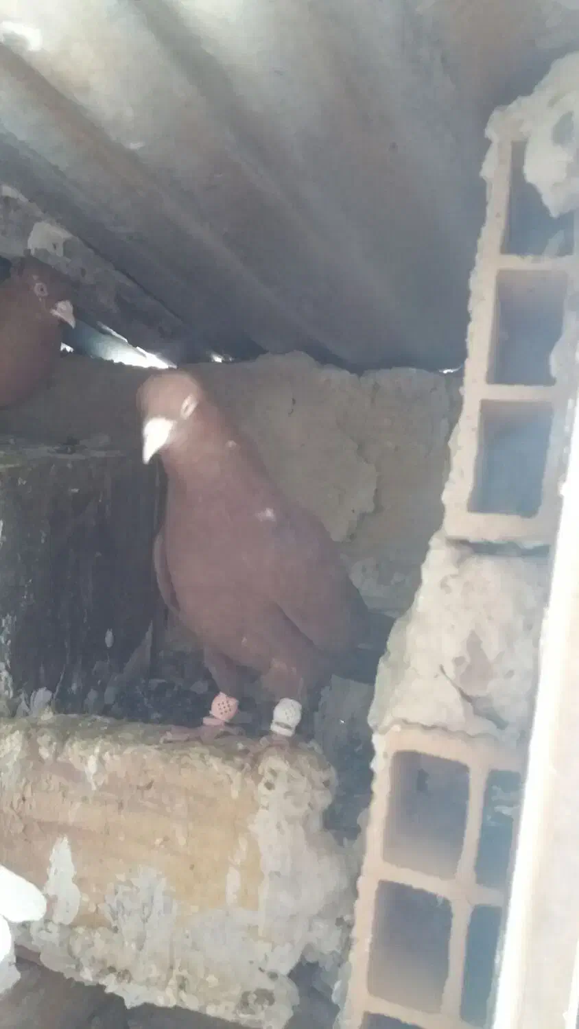 سرخ و زرد سوی قدیم|پرنده|تاکستان, |دیوار