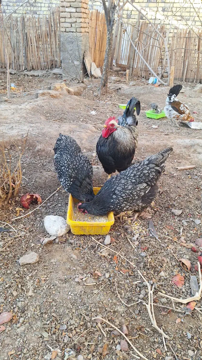 مرغ وخروس|حیوانات مزرعه|بهاباد, |دیوار