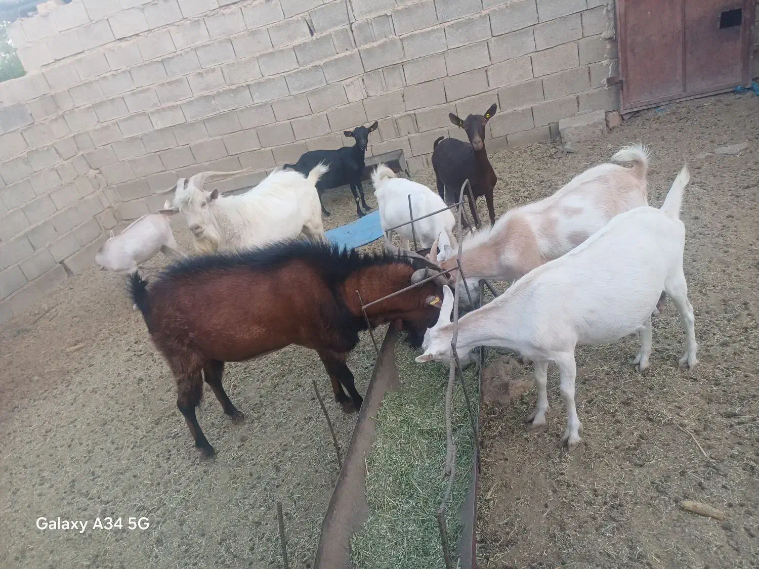فروش بز سانان ومورسیاه|حیوانات مزرعه|شیراز, حسن آباد|دیوار