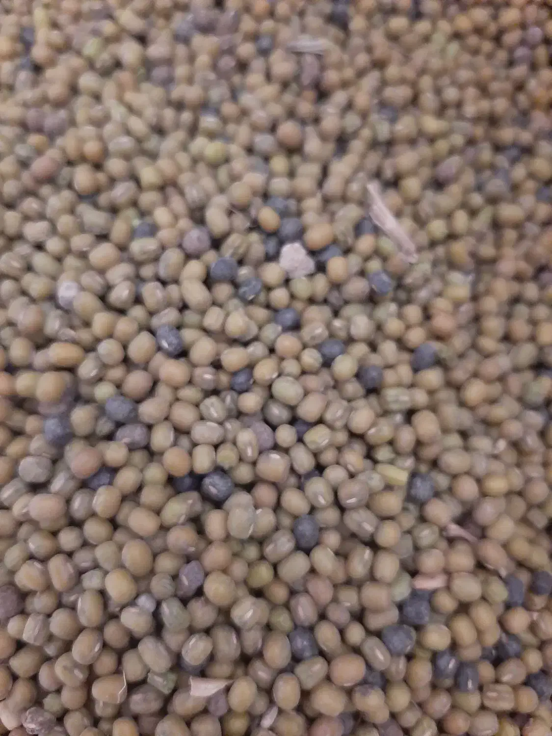 سلام دوستان حبوبات خوشپخت و تازه لرستان|خوردنی و آشامیدنی|فولادشهر, فولادشهر|دیوار