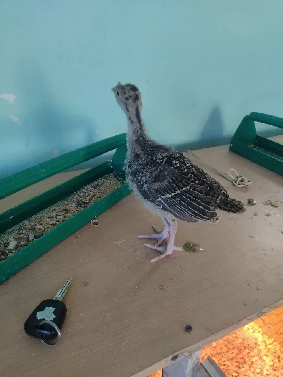 جوجه بوقلمون|حیوانات مزرعه|همدان, |دیوار