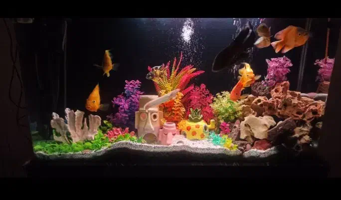 آکواریوم شیشه خم|ماهی|ری, دیلمان|دیوار