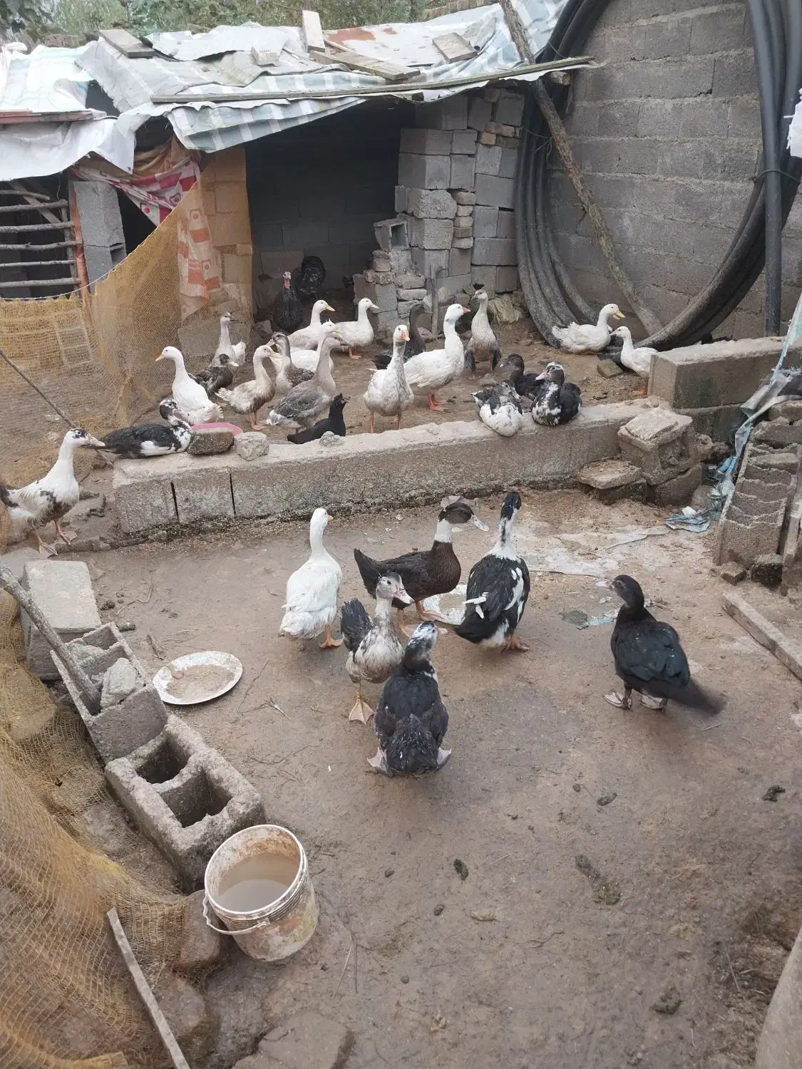 قاز بوقلمون اردک اسرائیلی با اردک محلی|حیوانات مزرعه|لولمان, |دیوار