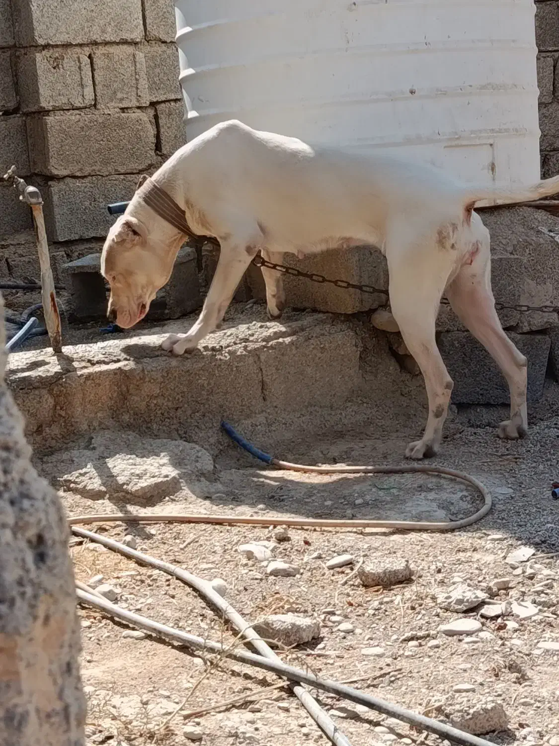 واگذاری داگو 13ماهه|سگ|وحدتیه, |دیوار