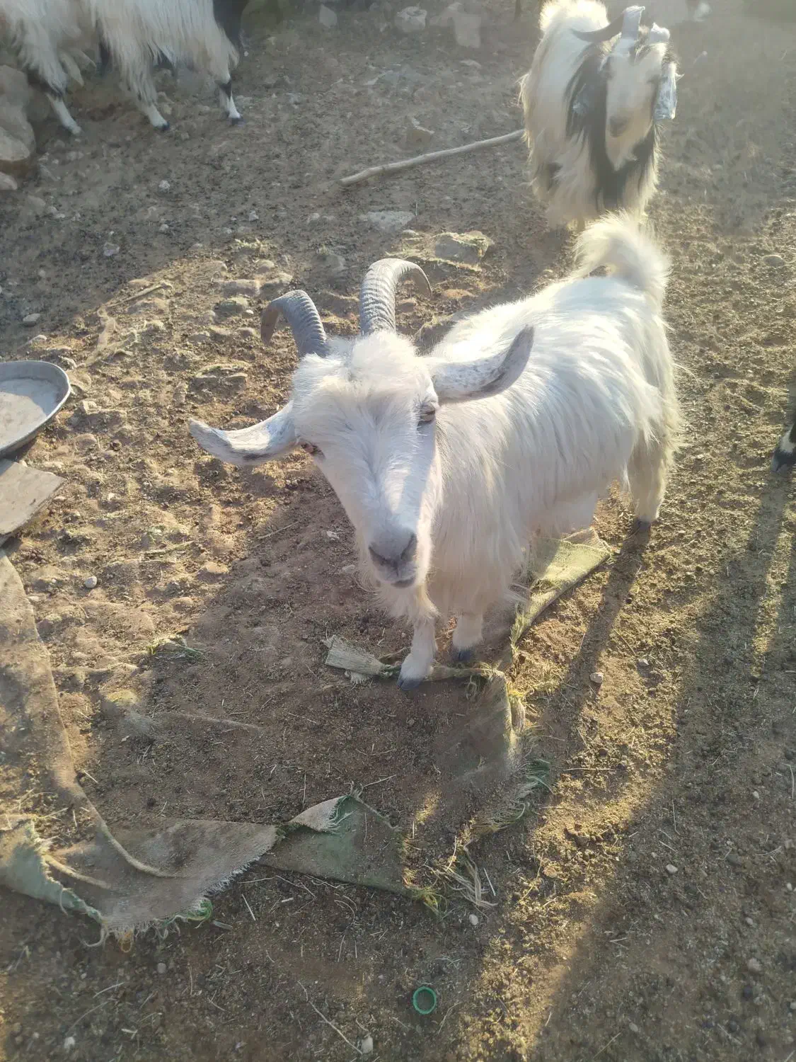 بز کولار گیسه|حیوانات مزرعه|جهرم, |دیوار