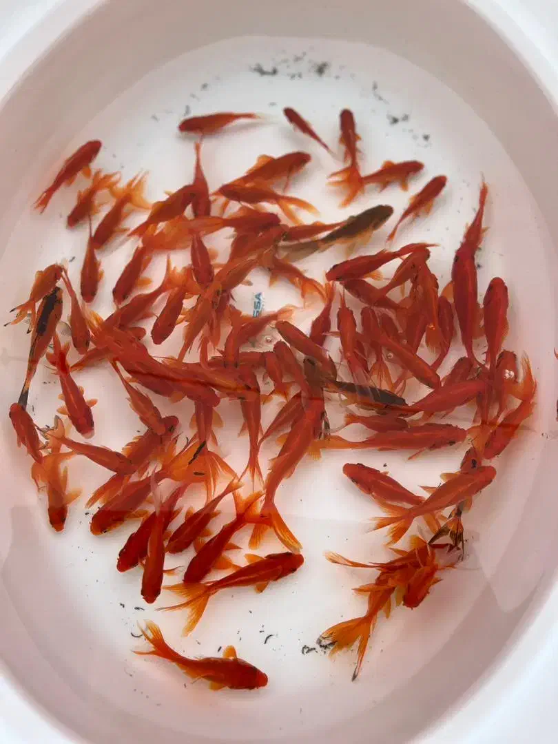 انواع ماهی قرمز ارسال  به سرتاسر کشور|ماهی|رودبنه, |دیوار