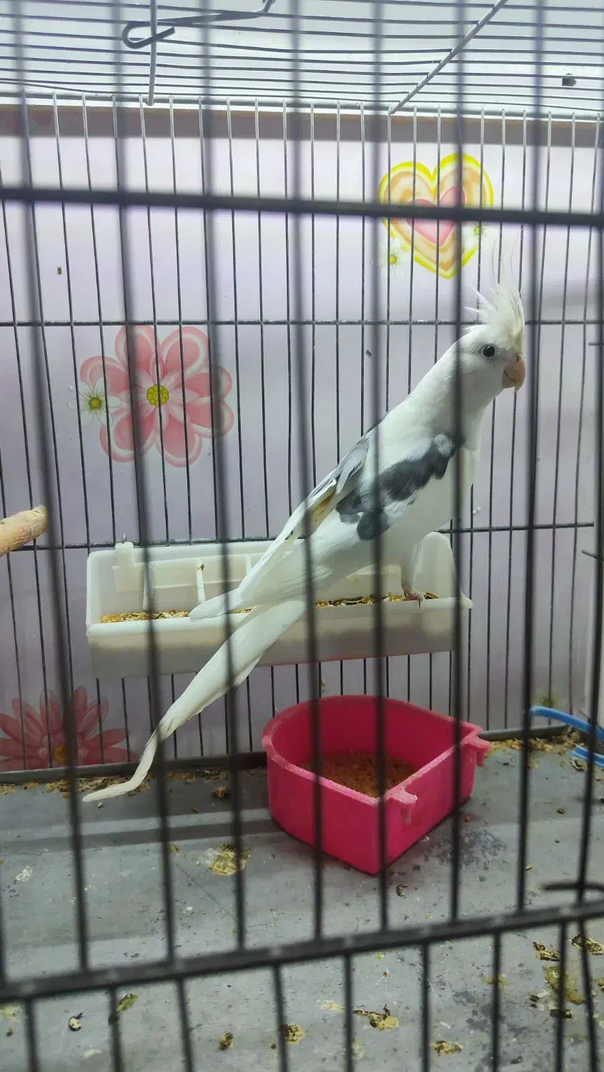 عروس هلندی دو کت پروانه ای نر|پرنده|اصفهان, سرچشمه|دیوار