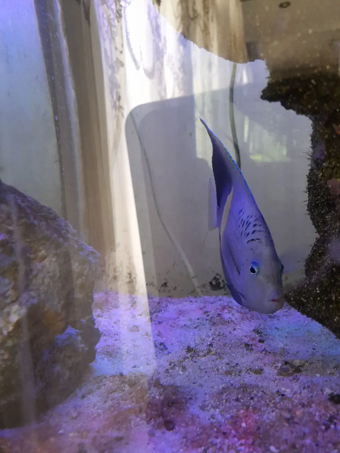 فرشته خجالتی عمان مخصوص آب شور سایز بزرگ|ماهی|اندیشه, اندیشه فاز ۵|دیوار