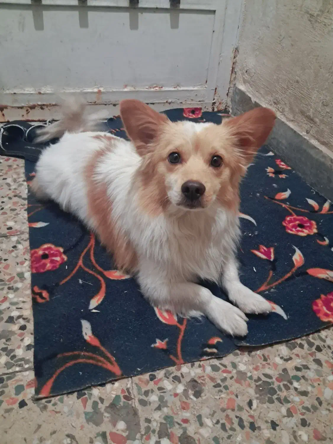 فروش سگ روباهی|سگ|کارون, |دیوار