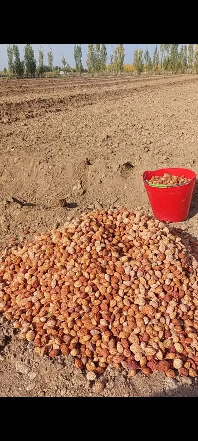 فروش بذر شفتالو و بادام و...جهت احداث نهالستان|خدمات باغبانی و درختکاری|پارس‌آباد, |دیوار