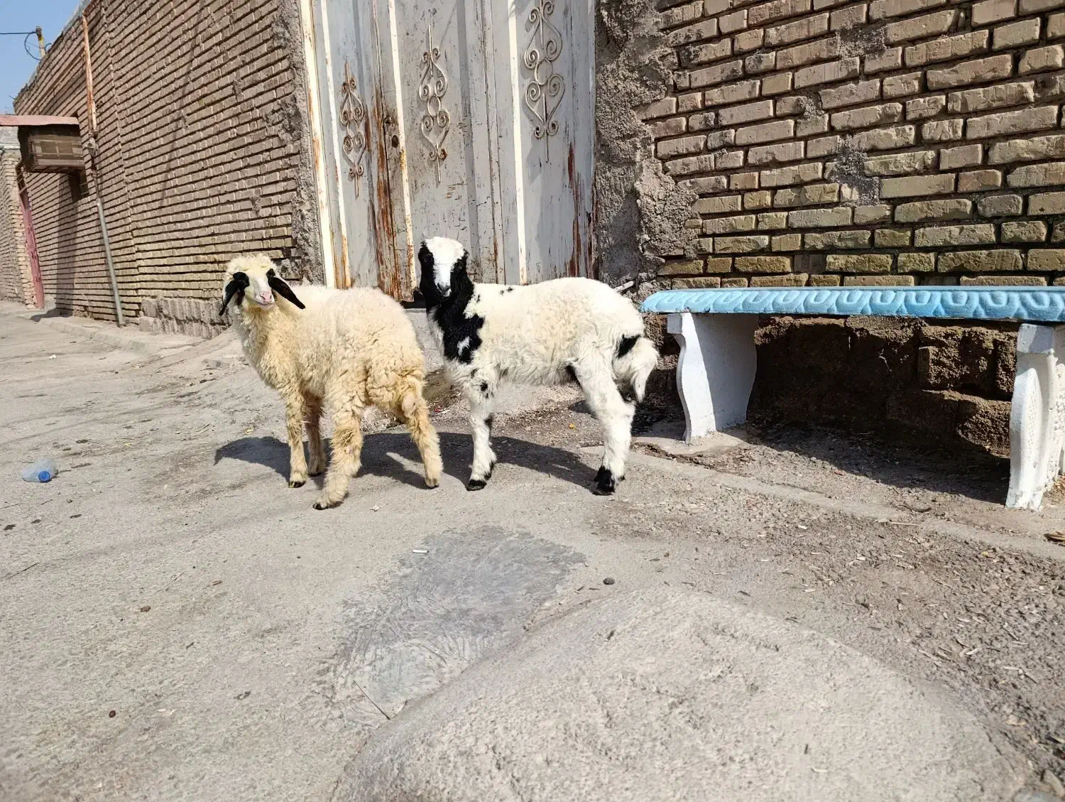 بره نر ماده جهت فروشی جفتی 125/000/000|حیوانات مزرعه|اهواز, منازل کارون|دیوار