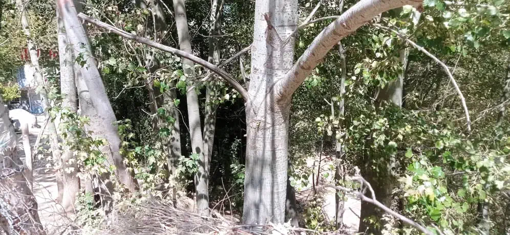 درخت کبوده|گل و گیاه طبیعی|فلارد, |دیوار