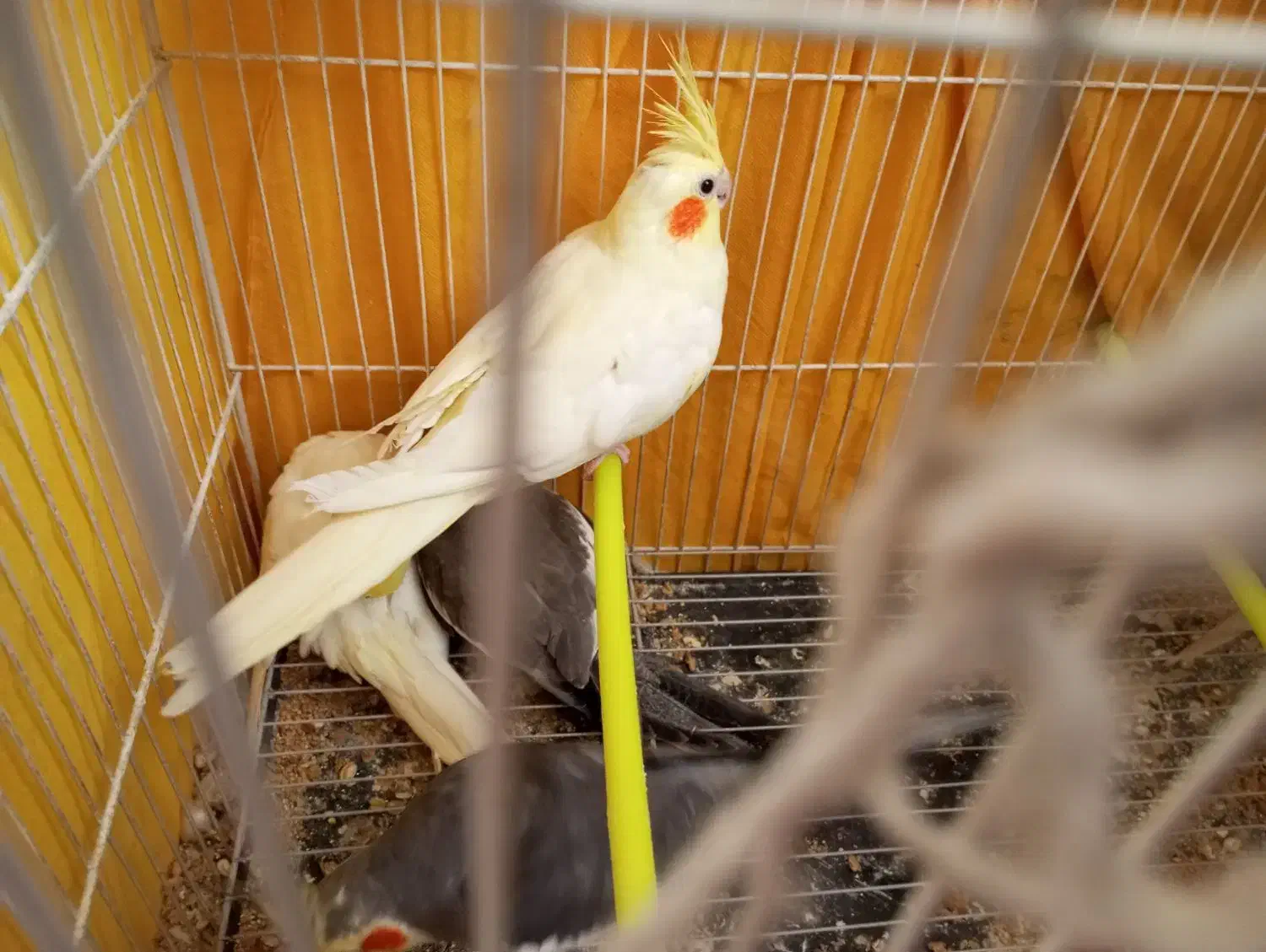 عروس هلندی جفت با جوجه کار داده|پرنده|مشهد, هفده شهریور|دیوار